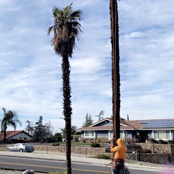 Robles Tree Service & Landscaping - Palm trimming - Tree Services Near Me Robles Tree Service & Landscaping - Palm trimming - Tree Services Near Me