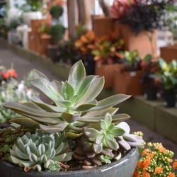 Pike Nurseries