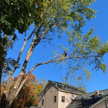BAH Pro Tree Service - Tree Services Near Me BAH Pro Tree Service - Tree Services Near Me