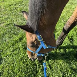 Spruce Meadow Farm - Simple pleasures: Moe enjoying the sun and a tasty snack.