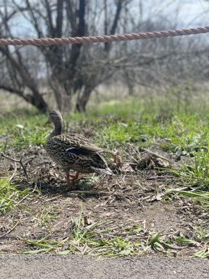 Montrose Point Bird Sanctuary by null
