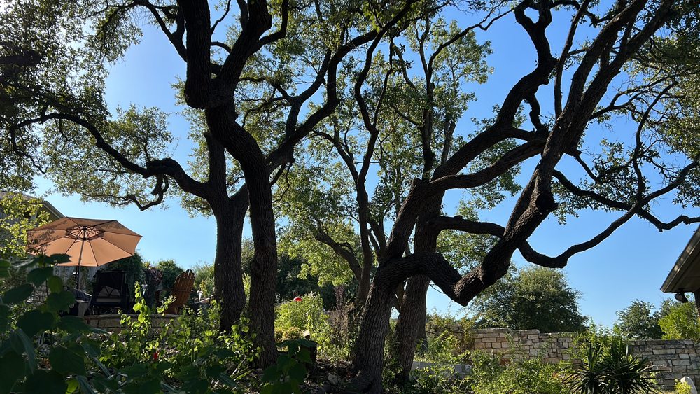 Beny's Tree Service - tree service in Austin, TX