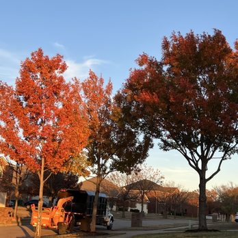 Tactical Tree Operations - Tree Services Near Me
