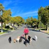 3 Mutt-sketeers Petcare gift card