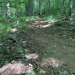 Elk Knob State Park - Hiking trail