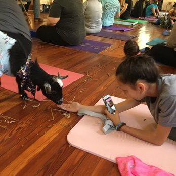 Totes Goats - Animal Assisted Therapy Near Me