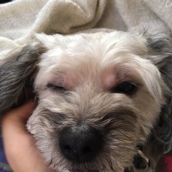 PetSmart - Left side above her eye longer than right side. - Pet Training Near Me - Kearny, New Jersey PetSmart - Left side above her eye longer than right side. - Pet Training Near Me - Kearny, New Jersey