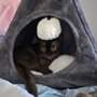 Photo of Primary Care Animal Hospital