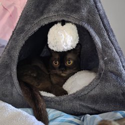 Primary Care Animal Hospital - Amber's doing so much better thanks to you and all your wonderful team