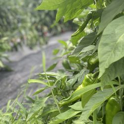 Shalom Farms