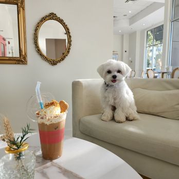Beignets & Brew - Coffee & Tea Near Me - Orlando, Florida Beignets & Brew - Coffee & Tea Near Me - Orlando, Florida