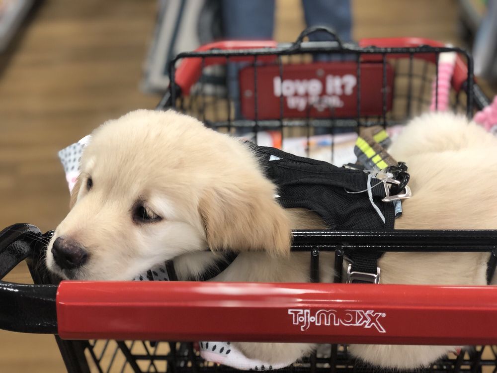 TJ MAXX - Updated July 2025 - 12 Reviews - 10 Triangle Ctr, Yorktown