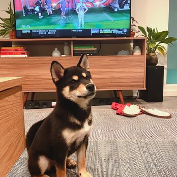 Puppy For Me - 4 months old - Pet Breeders Near Me