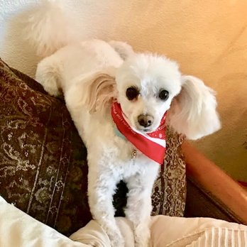 Plush Puppy Dog Grooming - Thank you Plush Puppy Dog Grooming! - Pet Groomers Near Me - Galt, California Plush Puppy Dog Grooming - Thank you Plush Puppy Dog Grooming! - Pet Groomers Near Me - Galt, California
