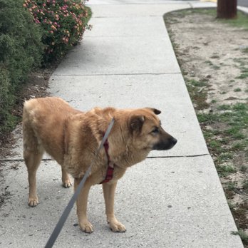 Wag My Tail - Pet Groomers Near Me - SUNLAND, California Wag My Tail - Pet Groomers Near Me - SUNLAND, California