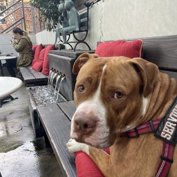 Muddy Paw Coffee Eagle Rock - Chilling - Coffee & Tea Near Me - Los Angeles, California Muddy Paw Coffee Eagle Rock - Chilling - Coffee & Tea Near Me - Los Angeles, California