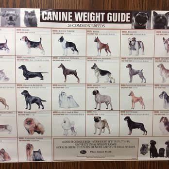 Brick Town Veterinary Hospital - Is your dog overweight ? Quincy is a lean machine !!! - Veterinarians Near Me - Brick, New Jersey Brick Town Veterinary Hospital - Is your dog overweight ? Quincy is a lean machine !!! - Veterinarians Near Me - Brick, New Jersey