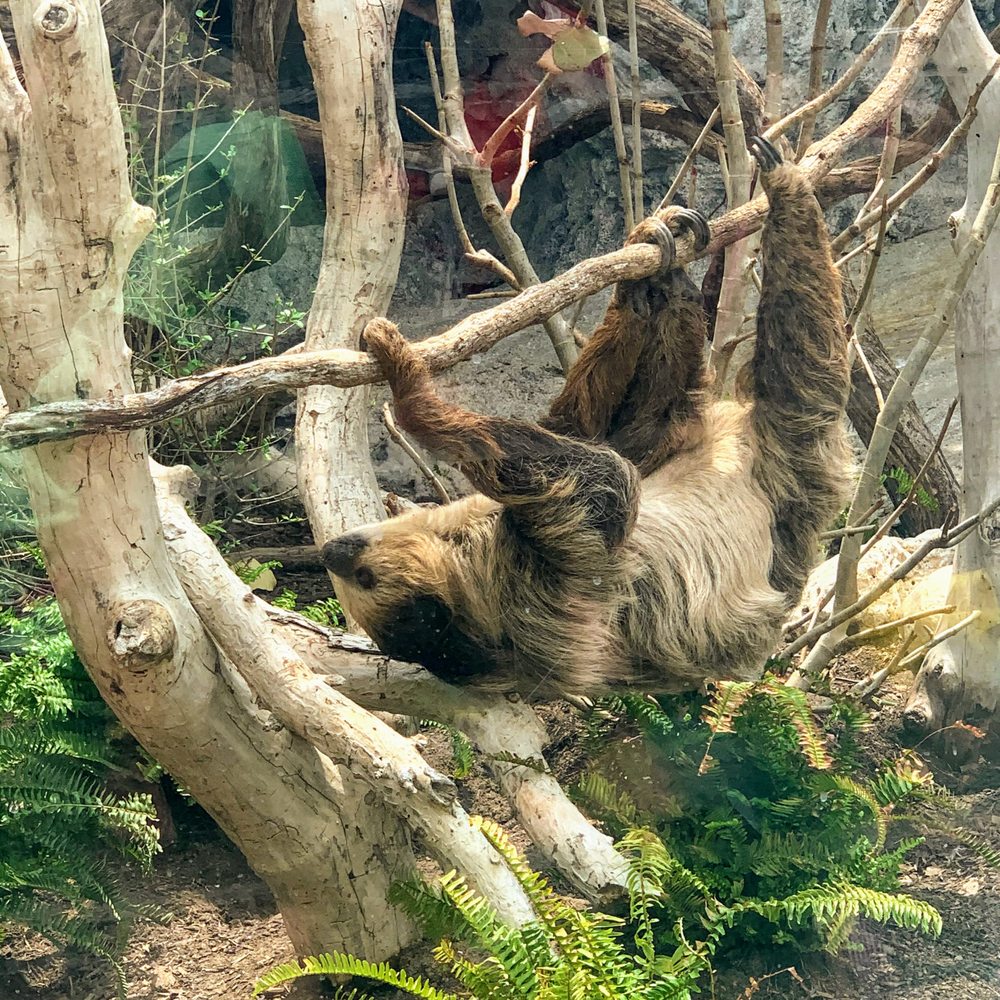 Texas State Aquarium - This sloth is pretty fast - Aquariums Near Me - Corpus Christi, Texas Texas State Aquarium - This sloth is pretty fast - Aquariums Near Me - Corpus Christi, Texas