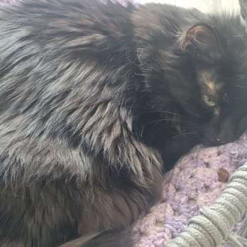 Bajah's Cat Cafe - Cafes Near Me - Tiverton, Rhode Island