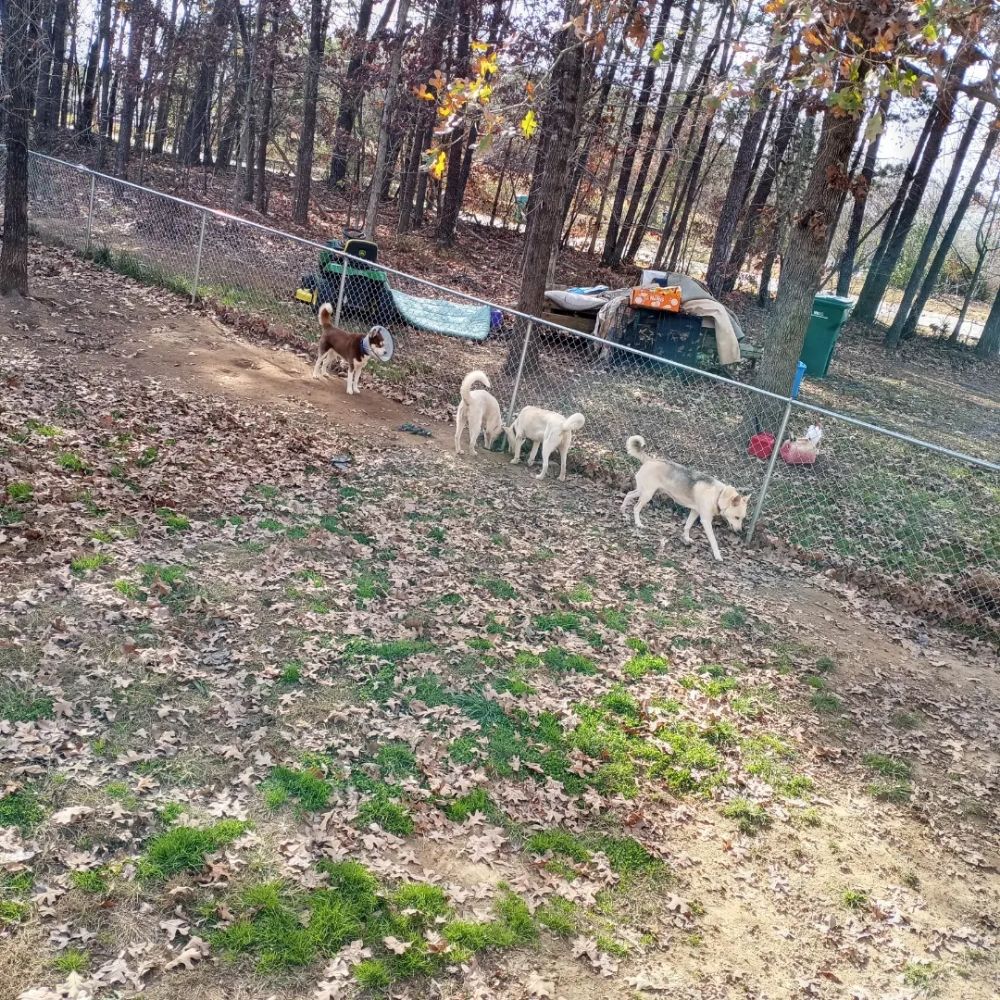 APOLLO’S PURRFECT PET CARE Updated May 2024 27 Photos Eden, North