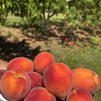 Cullipher Farm - My 1/2 peck score - Farmers Market Near Me - Virginia Beach, Virginia