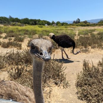 Ostrichland USA - Attraction Farms Near Me - Solvang, California Ostrichland USA - Attraction Farms Near Me - Solvang, California