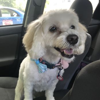 Befur and After - Pet Groomers Near Me - Kennesaw, Georgia