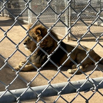 Lion Habitat Ranch - Zoos Near Me - Henderson, Nevada Lion Habitat Ranch - Zoos Near Me - Henderson, Nevada