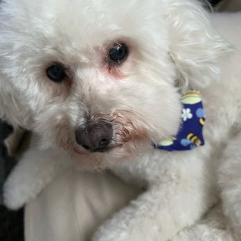 Bark Barber - Pet Groomers Near Me Bark Barber - Pet Groomers Near Me