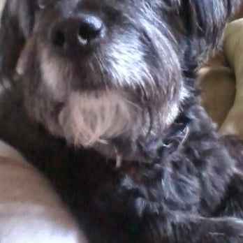 PetMed Emergency Center - Raider,year ago,healthy,sweet companion. So gentle. - Veterinarians Near Me - Cordova, Tennessee PetMed Emergency Center - Raider,year ago,healthy,sweet companion. So gentle. - Veterinarians Near Me - Cordova, Tennessee