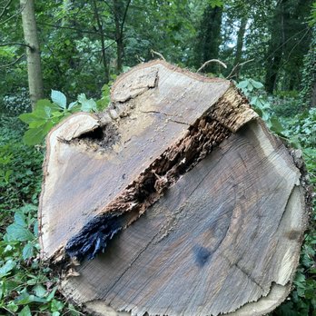 Clark’s Tree Services - Tree Services Near Me - Sunbury, Pennsylvania Clark’s Tree Services - Tree Services Near Me - Sunbury, Pennsylvania