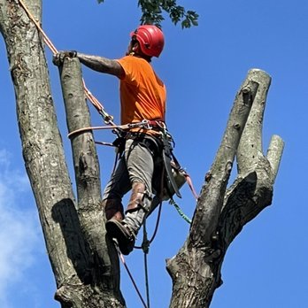 Knotch & Drop Tree Service - Beautiful day for removal - Tree Services Near Me Knotch & Drop Tree Service - Beautiful day for removal - Tree Services Near Me
