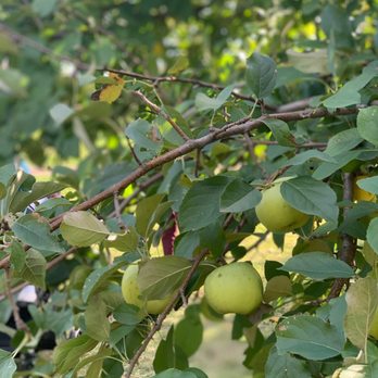 The Elegant Farmer - an apple tree with green apples - Bakeries Near Me - Mukwonago, Wisconsin