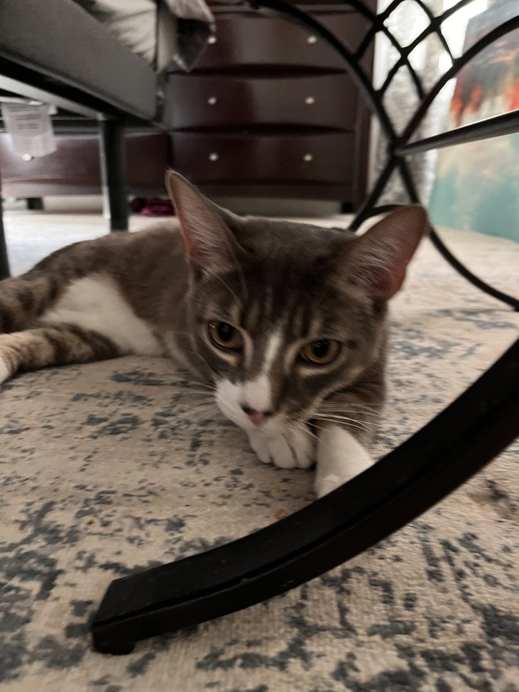 HUMANE SOCIETY OF NORTHERN VIRGINIA Updated August 2024 20 Photos 17983 Dumfries Shopping