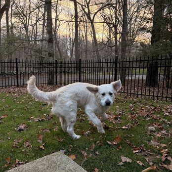 Groom N' Scoop - Benji - Pet Groomers Near Me Groom N' Scoop - Benji - Pet Groomers Near Me