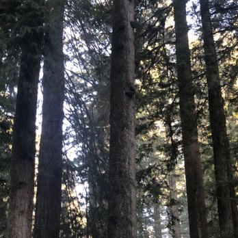 Prairie Creek Redwoods State Park - Amazed at the mushrooms growing on this tree."mushroom tree"12/21/23 - Parks Near Me - Orick, California Prairie Creek Redwoods State Park - Amazed at the mushrooms growing on this tree."mushroom tree"12/21/23 - Parks Near Me - Orick, California