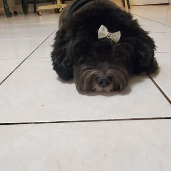 Boss The Pet Connection - My baby Jesse - Pet Groomers Near Me - Sunrise, Florida