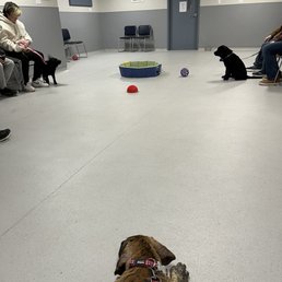 Puppy social - everyone waiting to jump into play! Puppy social - everyone waiting to jump into play!