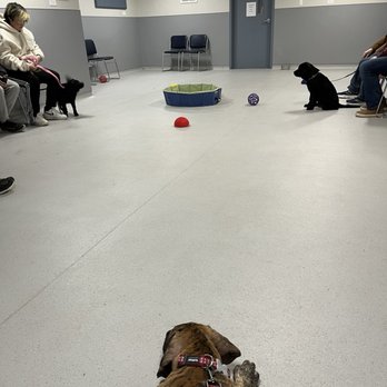 Tucker Pup's Pet Resort - Puppy social - everyone waiting to jump into play! - Pet Training Near Me - Chicago, Illinois Tucker Pup's Pet Resort - Puppy social - everyone waiting to jump into play! - Pet Training Near Me - Chicago, Illinois