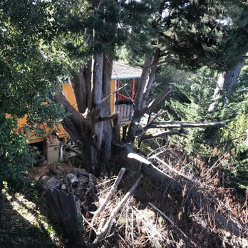 Madriz Tree Service - Juniper before - Tree Services Near Me - Richmond, California