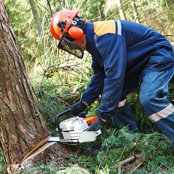 Heritage Tree Care - Tree Services Near Me Heritage Tree Care - Tree Services Near Me