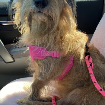 The Rescued Dog - Pet Adoption Near Me The Rescued Dog - Pet Adoption Near Me