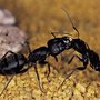 Photo of Ace Pest Control Specialists