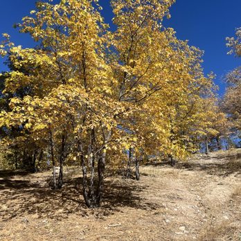 Aspen Glen Picnic Area - Parks Near Me - Big Bear Lake, California