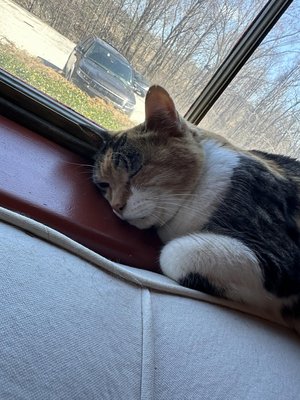 The Common Man Inn & Spa by null