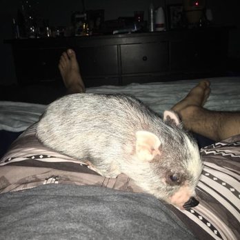 Oinks SoCal Piggery - Pet Breeders Near Me Oinks SoCal Piggery - Pet Breeders Near Me