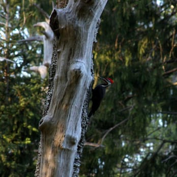 Point Pleasant Park - Piliated woodpecker - Parks Near Me - Halifax, Nova Scotia Point Pleasant Park - Piliated woodpecker - Parks Near Me - Halifax, Nova Scotia
