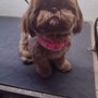 Aunt Sandy's Grooming Room
