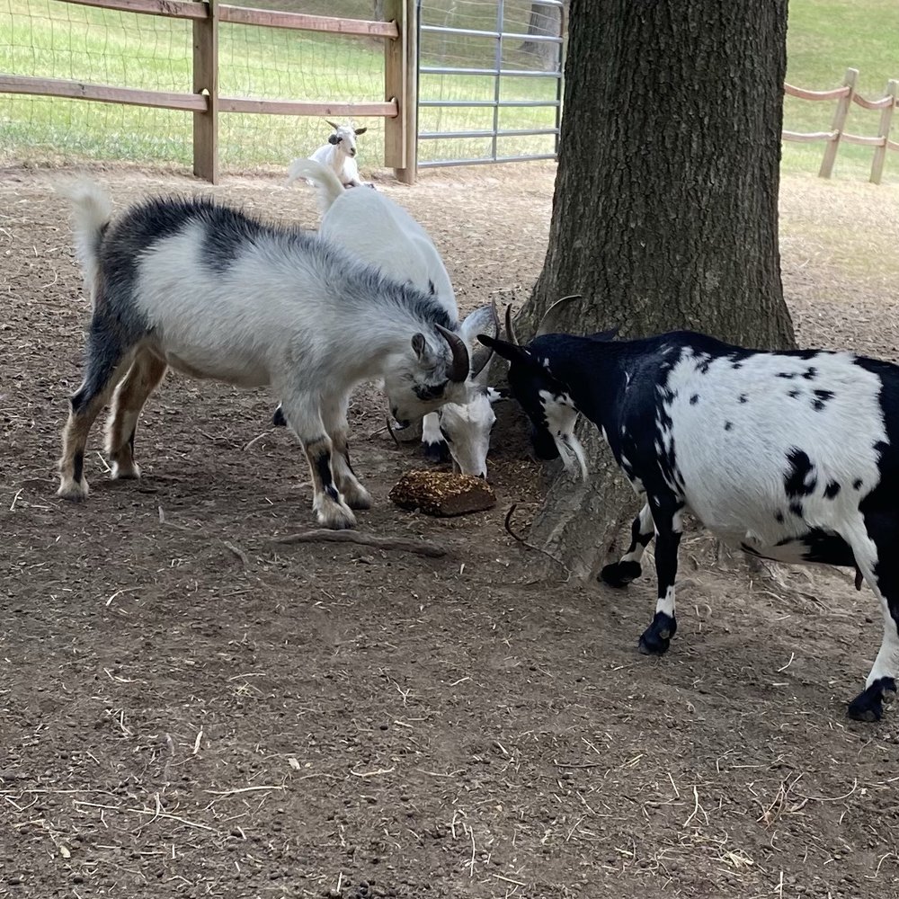 Old Mill Farm - Attraction Farms Near Me - Durham, North Carolina Old Mill Farm - Attraction Farms Near Me - Durham, North Carolina