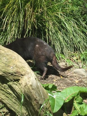 Wellington Zoo by null